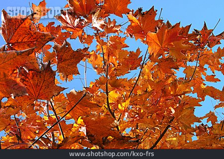 
                Herbst, Ahornblatt                   
