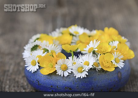 
                Butterblume, Gänseblümchen, Blumenkranz                   