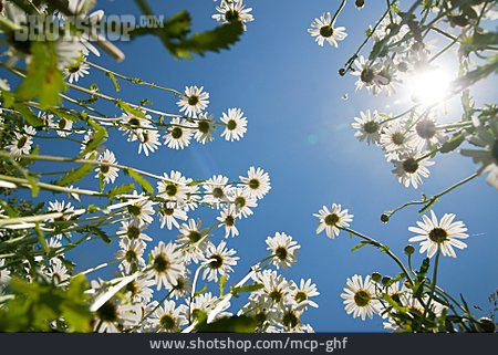 
                Blumenwiese, Margerite, Margeritenblüte                   