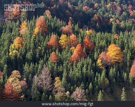 
                Herbst, Herbstlich, Mischwald                   