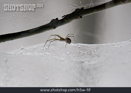 
                Spinnennetz, Spinne                   