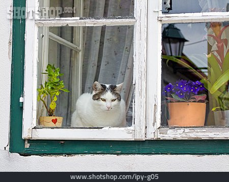 
                Katze, Fenster, Blumentopf                   