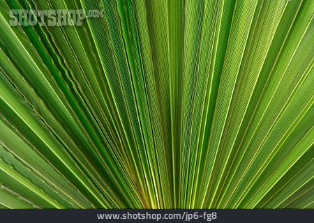 
                Palmenblatt, Palmenwedel, Palmenfächer                   