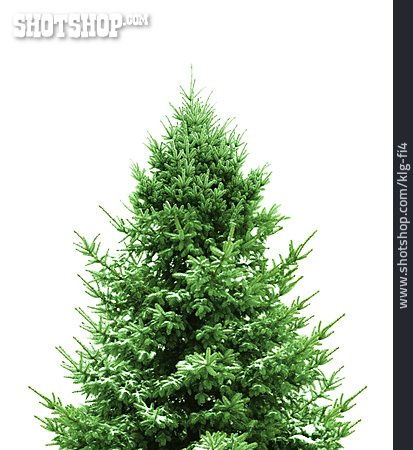 
                Tannenbaum, Weihnachtsbaum                   