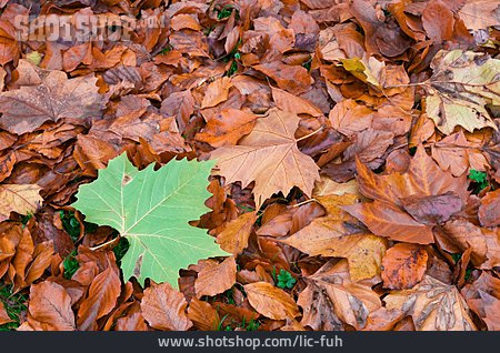 
                Ahornblatt, Herbstblatt                   