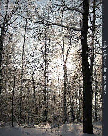 
                Wald, Winter, Wintersonne                   