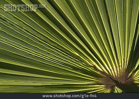 
                Palmenblatt, Petticoat-palme                   