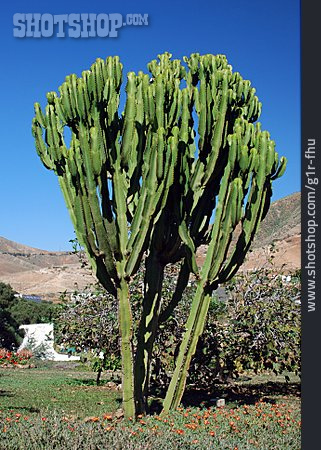 
                Euphorbia, Fuerteventura                   