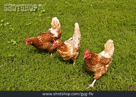 
                Huhn, Freilandhaltung, Geflügelzucht                   