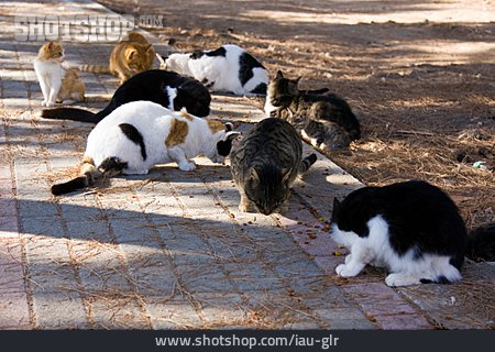 
                Tiergruppe, Katze, Fressen                   