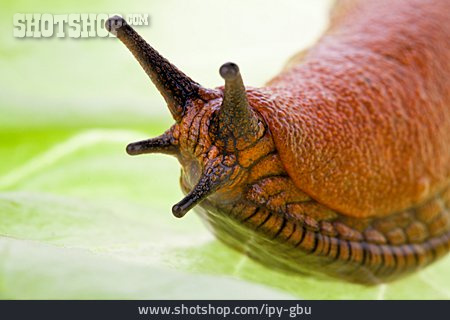 
                Schnecke, Salatblatt, Nacktschnecke                   