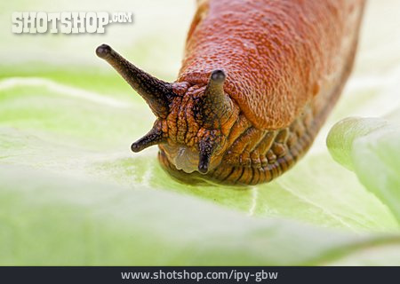 
                Schnecke, Nacktschnecke                   