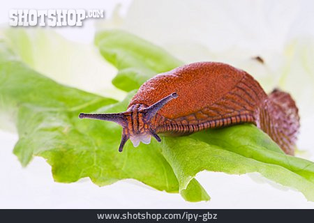 
                Schnecke, Salatblatt, Nacktschnecke                   