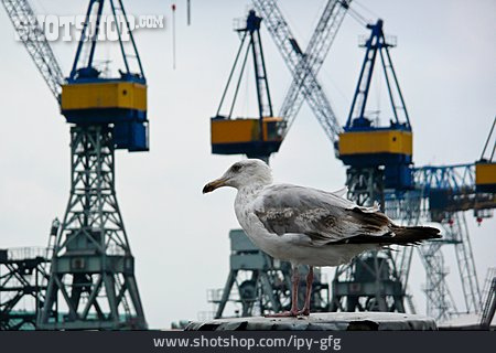 
                Möwe, Hamburger Hafen, Containerkran                   