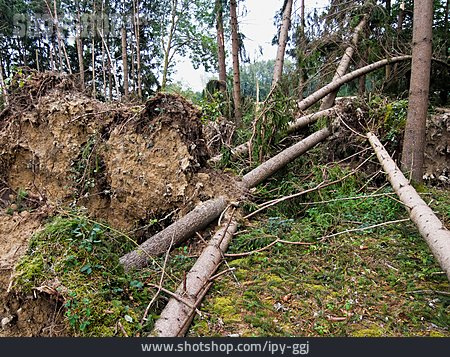 
                Forest, Destruction, Storm Damage                   