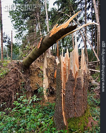
                Wald, Zerstörung, Sturmschaden                   