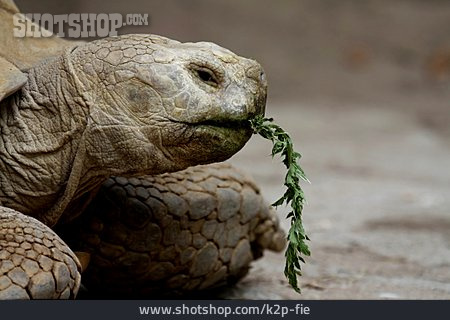 
                Futter, Schildkröte                   