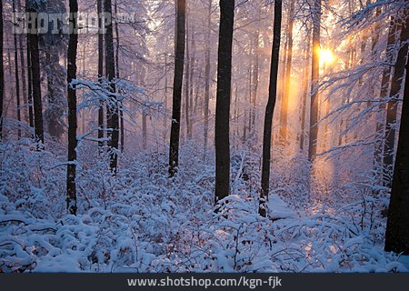 
                Sun, Forest, Winter Landscape                   