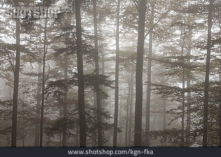 
                Herbst, Nebel, Laubwald                   