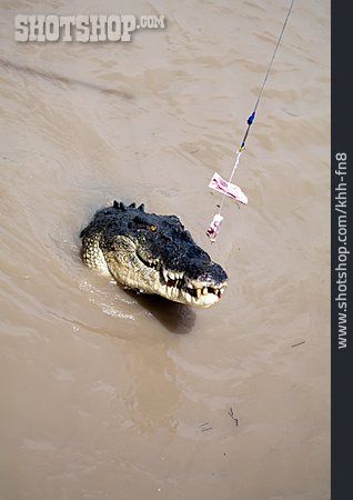 
                Krokodil                   