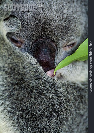 
                Koalabär, Koala                   
