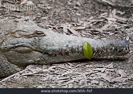 
                Reptil, Krokodil                   