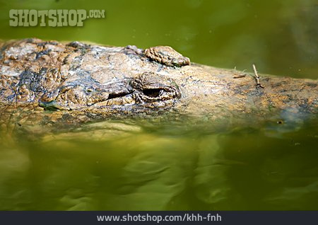 
                Krokodil                   