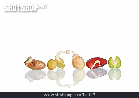 
                Hülsenfrucht, Bohnensorte                   