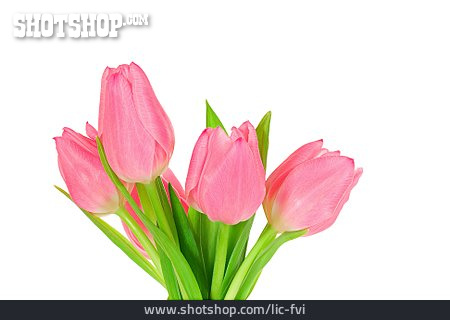 
                Blumenstrauß, Tulpenblüte                   