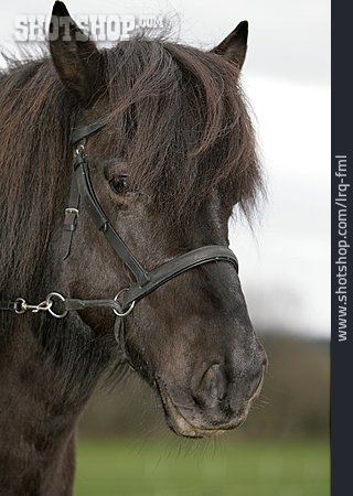 
                Pferd, Pferdekopf, Isländer                   