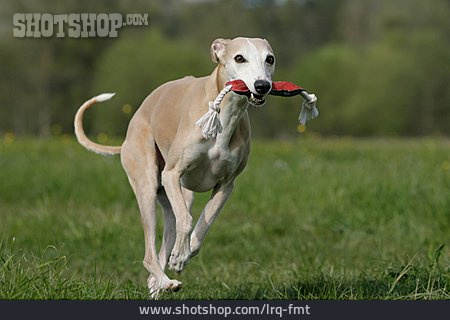 
                Apportieren, Windhund, Whippet                   