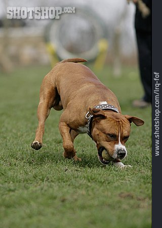 
                Hund, Ballspiel, American Staffordshire                   