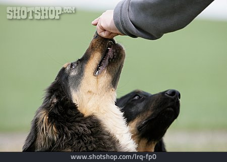 
                Hund, Hand, Hundeerziehung                   