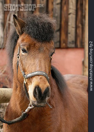 
                Horse, Pony, Icelandic Horse                   