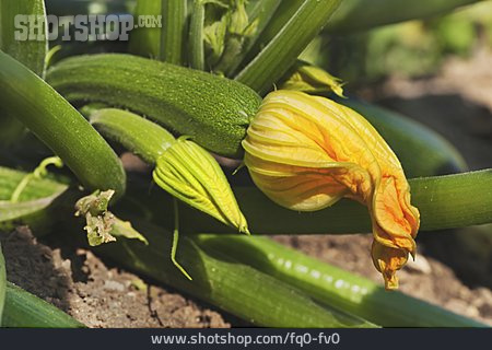 
                Zucchini, Zucchinipflanze                   