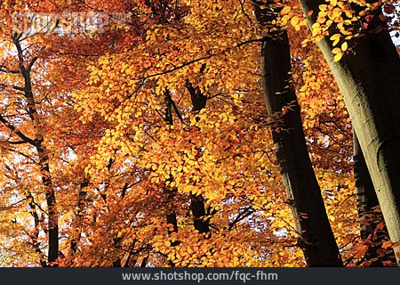 
                Baum, Herbst, Buchenwald                   