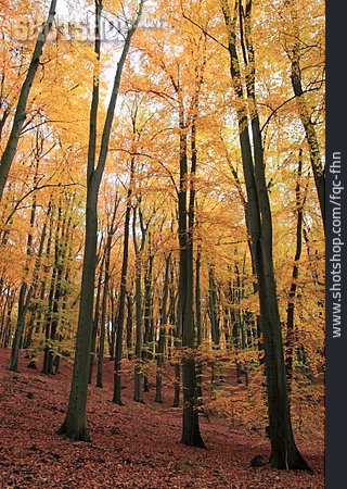 
                Wald, Herbst, Buchenwald                   