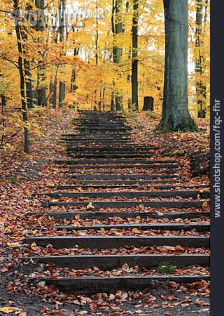 
                Autumn, Staircase, Beech Grove, Walk                   