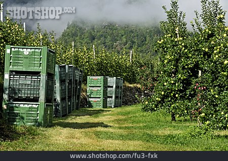 
                Apfelernte, Obstanbau, Apfelplantage                   