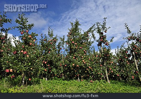 
                Apfelbaum, Obstanbau, Apfelplantage                   