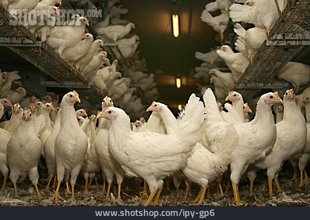 
                Huhn, Hühnerstall, Geflügelzucht                   