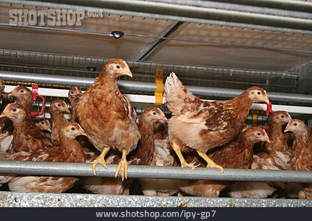 
                Huhn, Hühnerstall, Geflügelzucht                   