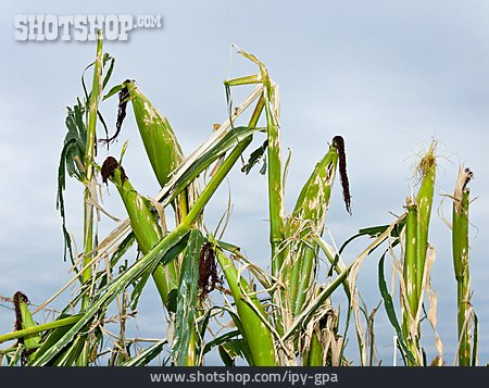 
                Maispflanze, Hagelschaden                   