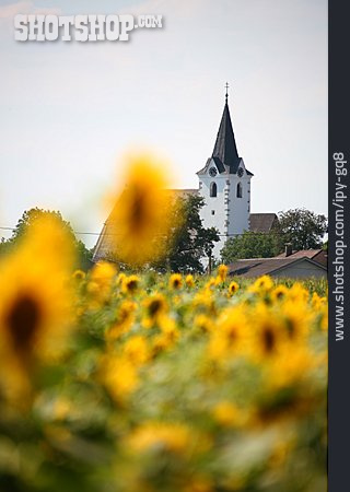 
                Kirche, Ländlich, Sonnenblumenfeld                   