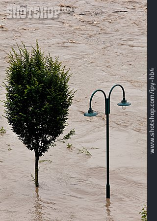 
                Baum, überschwemmung, Hochwasser                   