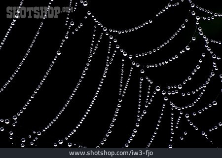 
                Spinnennetz, Tau, Tautropfen                   