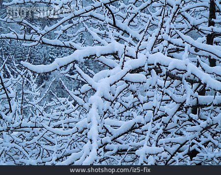 
                Baum, Schneebedeckt, Geäst                   