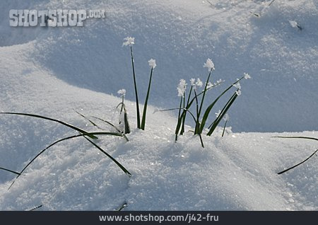 
                Grashalm, Verschneit, Wintereinbruch                   