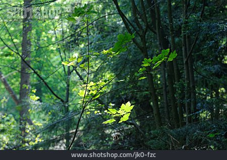 
                Wald, Ahorn                   
