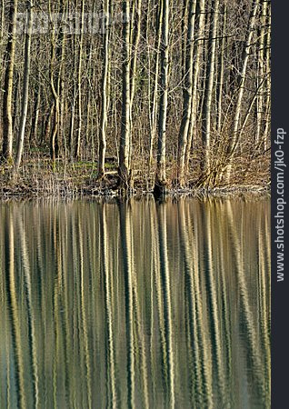 
                Wald, Baumstamm, Wasserspiegelung                   